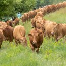 국립축산과학원 한우연구소 이미지