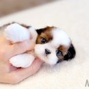 해피애견타운강아지분양서울본점 말티푸 미니비숑프리제 포메 이미지