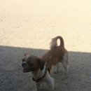 개놀자까페 이미지