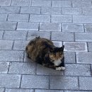 교동면옥 안동옥동점 이미지