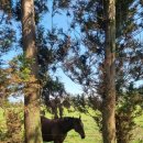 시동목장 이미지