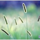 강아지풀 이미지