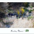 봉래보건지소 | 『 영주 여행 - 순흥 향교와 금성대군 신단』/ 봉도각 공원/ 연리지송(경북도 기념물 제 195호)​/ 영주의...