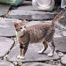 동물보육원 이미지