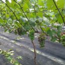 자옥농장 이미지