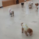 아르멍미르멍 이미지