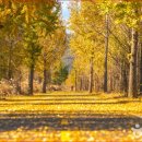 은행나무숲 입구 이미지