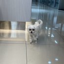 센트럴동물병원 이미지