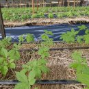 한태농장 이미지