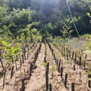 근삼농장 이미지