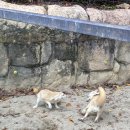 [당일치기 국내]경기도 용인 환상의 나라 에버랜드로~٩( *˙0˙*)۶ 할로윈데이 에버랜드