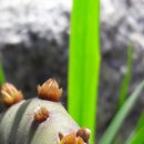 맹골마을 이미지