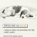 치유동물병원 이미지