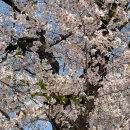 우방(아)앞↔개나리(아)앞 | 2025 April. 개나리 까나리 복불복 하기