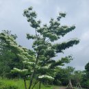 산딸낭 이미지