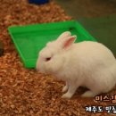 비자림빌리지3 이미지