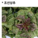 토종 조선상추 이미지