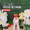 (주)게임통 | 서울근교 아이랑 실내 갈만한 체험 화성에서 온 딸기 솔직후기
