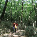 한라산 윗세오름 해발 1.700m 23.5.25일 이미지