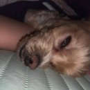 옐레드 애견유치원 & 애견호텔, 미용 안산고잔점 | 안산 애견유치원&amp;호텔 | 옐레드 안산고잔점