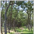 갈맷길 5코스 5-1구간 이미지