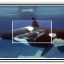 범고래PC 이미지