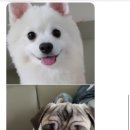 개이크 케이크 이미지