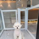미소댕댕 이미지