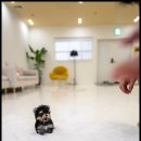 강아지는 내 운명 이미지