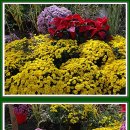 2025 드림파크 국화축제.2025.10.23.(3) 이미지