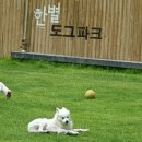 한별 도그파크 이미지