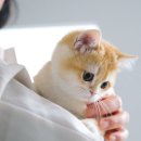 골드 캣 이미지