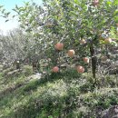 새밤농장 이미지