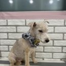 로미 펫 살롱 이미지