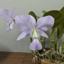 Cattleya Brazilian Jewel f.coerulea 이미지