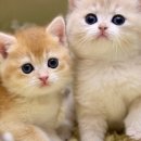 키튼히얼 고양이분양 김포본점 이미지