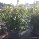 홍지농장 이미지