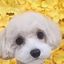 센트럴 펫살롱 이미지