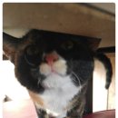 야옹이PC 이미지