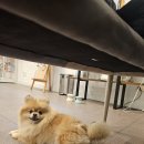 디어마이퍼피 이미지