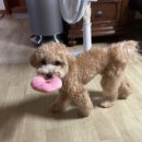 댕쓰마켓 이미지