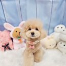 지오애견미용샵 이미지