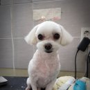 마루종합동물병원 이미지