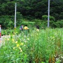 곰배령스케치 이미지