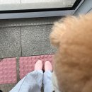 로즈레인 이미지
