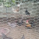 대하농장 이미지