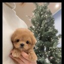 행복한 강아지 이미지