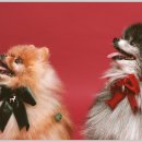 헬로우 독 이미지