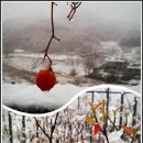 하우스 말로 이미지