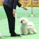 DOG KKI 네이버블로그